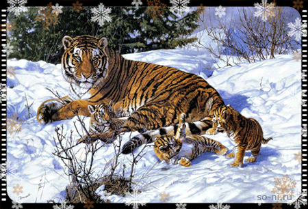 анимационная картинка играющие тигрята
